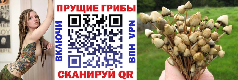 Галлюциногенные грибы Psilocybe  Заринск 